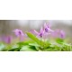 Объектив Sony Planar T FE 50mm F1.4 ZA (SEL50F14Z)